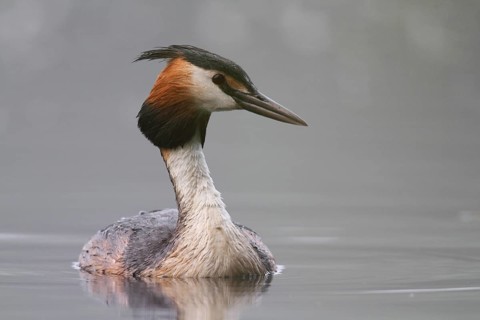 Great Crested Grebe (Podiceps cristatus), North Rhine-Westphalia, Germany