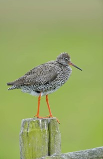 Rotschenkel (Tringa totanus), Redshank, Altvogel auf Sitzwarte, Mai, Nijkerk, Niederlande