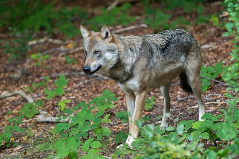 Wolf (Canis lupus) standing in the forest and looking attentively, captive, Bavarian Forest
