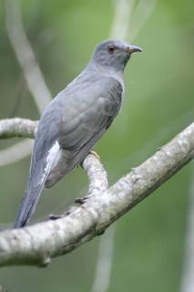 Plaintive Cuckoo (Cacomantis merulinus), Sri Lanka