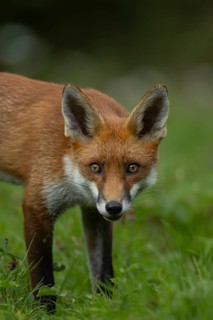 Red fox (Vulpes vulpes) adult animal in grassland countryside in the summer, England, United