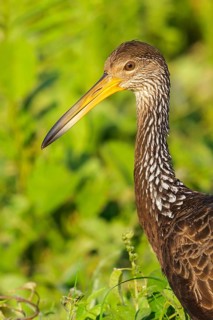 Limpkin (Aramus guarauna) feeding at the edge of a lake in Manu National Park, Peru