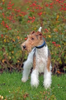 Wirehaired Fox Terrier