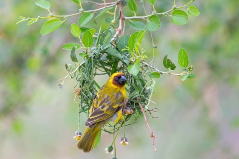 Ruppell's Weaver, Rueppell's Weaver, (Ploceus galbula), weaver bird building a nest, weaver birds,