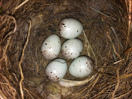 Common Linnet (Linaria cannabina) nest, Ringkoebing Fjord, Denmark