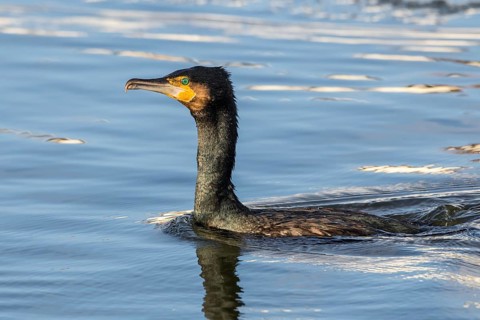 Great Cormorant (Phalacrocorax carbo), Mecklenburg-Western Pomerania, Germany