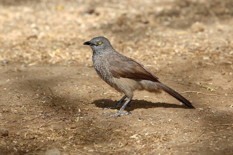 Brown Babbler (Turdoides plebejus), Lake Baringo, Kenya