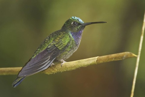 Napo Sabrewing (Campylopterus villaviscensio), Ecuador