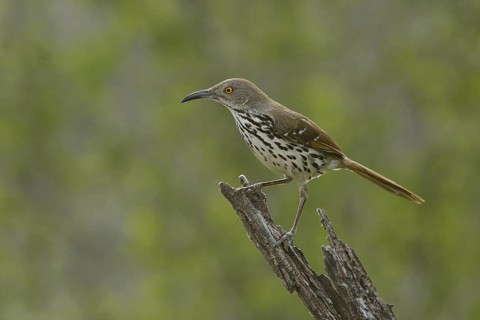 Long-billed Thrasher (Toxostoma longirostre), Texas, USA