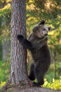 Eurasian Brown Bear (Ursus arctos) standing at tree in forest, Finland