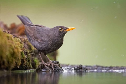 Common Blackbird (Turdus merula) female at a waterhole, Hungary