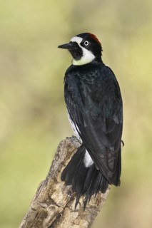Acorn Woodpecker (Melanerpes formicivorus), Arizona, USA