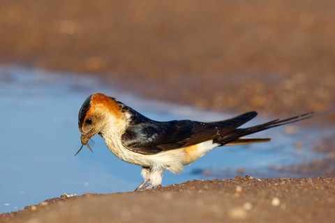 Red-rumped Swallow (Cecropis daurica) looking for nesting material, Lesvos, Greece
