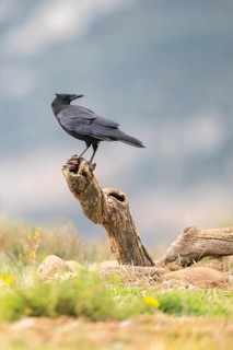 Common raven (Corvus corax) sitting on a dead branch, Pyrenees, Catalonia, Spain