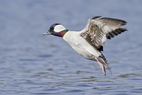 Bufflehead (Bucephala albeola) male flying, British Columbia, Canada