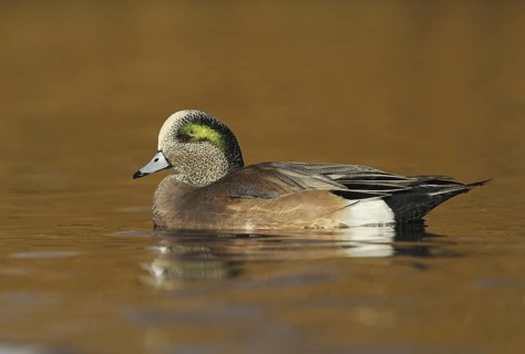 American Wigeon (Mareca americana) male, British Columbia, Canada