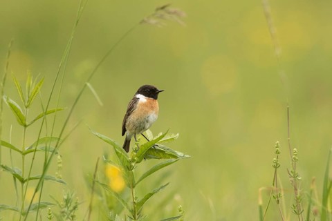 European Stonechat (Saxicola rubicola) male, Bavaria, Germany