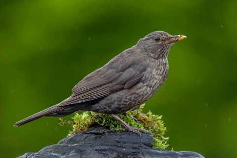 Female blackbird (Turdus merula) on a tree fungus broken off a tree trunk, rain, garden bird, June,