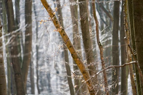 Details, Primeval forest Urwald Sababurg, Hofgeismar, Weser Uplands, Weserbergland, Hesse, Germany