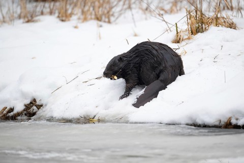 European beaver (Castor fibre), beaver with gnawed branch in its mouth in winter, Tyrol, Austria