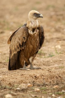 Griffon Vulture (Gyps fulvus), on field, Castile and Leon, Spain