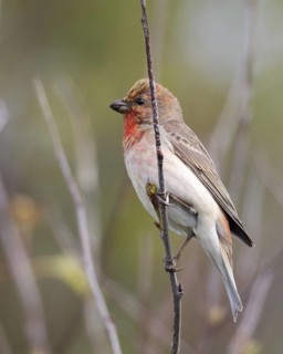 Common Rosefinch (Carpodacus erythrinus) male, Schleswig-Holstein, Germany