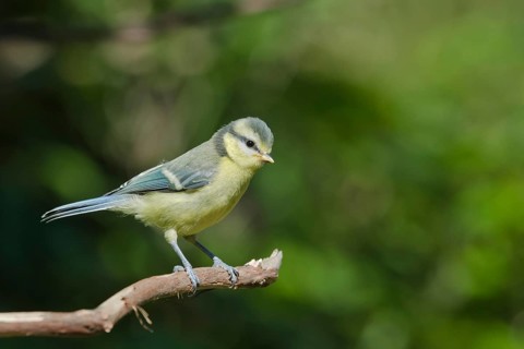 Eurasian Blue Tit (Cyanistes caeruleus) juvenile, Liguria, Italy
