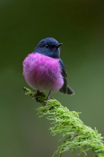 Pink Robin (Petroica rodinogaster) male perched on a mossy branch, Victoria, Australia