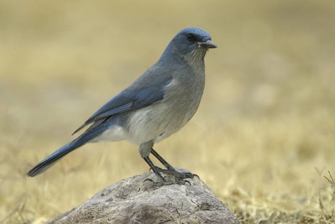 Mexican Jay (Aphelocoma wollweberi), Arizona, USA
