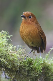 Rufous Antpitta (Grallaria rufula) perched on a branch in Ecuador, South America