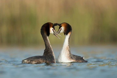Great Crested Grebe (Podiceps cristatus) pair displaying, North Rhine-Westphalia, Germany