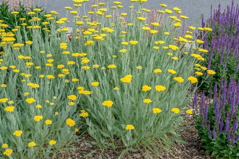 Yarrow (Achillea 'Coronation Gold'),  Germany