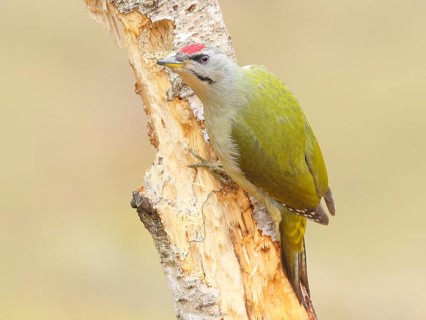 Grey-headed woodpecker (Picus canus), or lesser spotted woodpecker, male at a rotten birch,