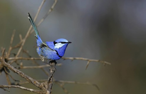 Splendid Fairywren (Malurus splendens) male, Victoria, Australia