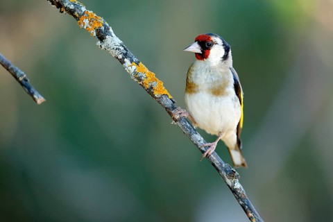 European Goldfinch (Carduelis carduelis) female perched on lichen branch, Andalusia, Spain