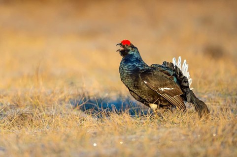 Black grouse (Lyrurus tetrix), black grouse courtship in Sweden, Fågelsjö, Gävleborgs län, Sweden