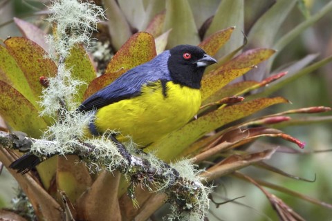 Hooded Mountain-Tanager (Buthraupis montana) perched on a branch in Ecuador, South America