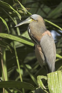 Bare-throated Tiger Heron (Tigrisoma mexicanum), Costa Rica