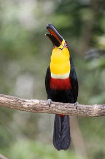 Channel-billed Toucan (Ramphastos vitellinus) perched on a branch, Atlantic rainforest, Brazil