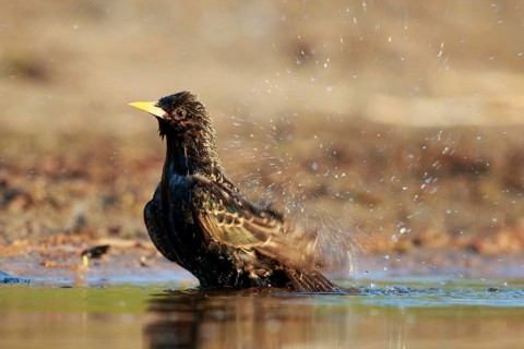 Common Starling (Sturnus vulgaris) bathing at waterhole, North Rhine-Westphalia, Germany