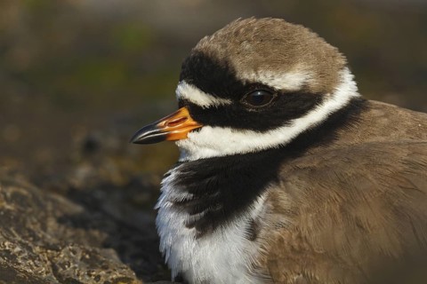 Common Ringed Plover (Charadrius hiaticula), Asturias, Spain