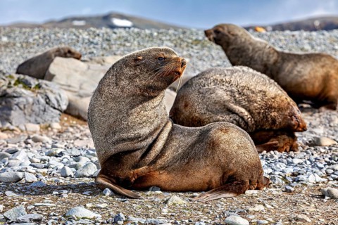 Seals resting on a pebbly beach next to rocks, in a tranquil natural coastal environment, seals and
