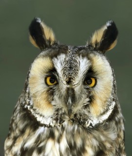 Long-eared Owl (Asio otus), Saskatchewan, Canada