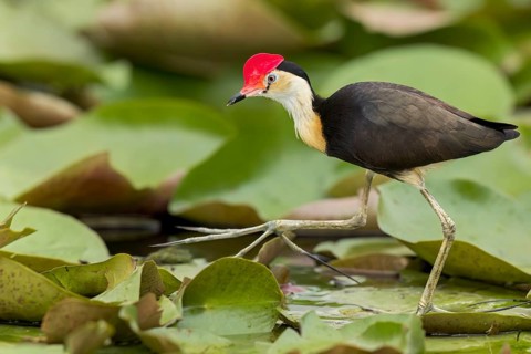 Comb-crested Jacana (Irediparra gallinacea) in a wetland area in Papua New Guinea