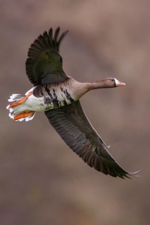Greater White-fronted Goose (Anser albifrons) flying, North Rhine-Westphalia, Germany