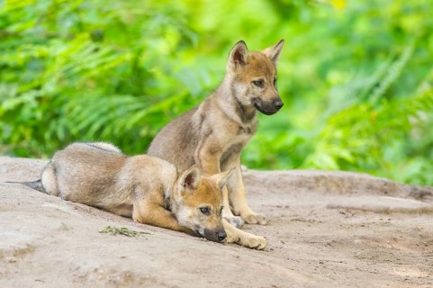 Eurasian wolf (Canis lupus lupus) cubs (youngster) on a little sand hill in the forest, Hesse,