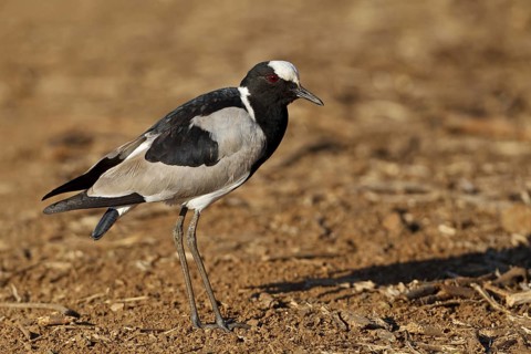 Blacksmith Lapwing (Vanellus armatus), Kruger Park, South Africa
