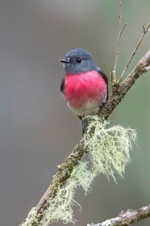 Rose Robin (Petroica rosea) male perched on a branch, Victoria, Australia