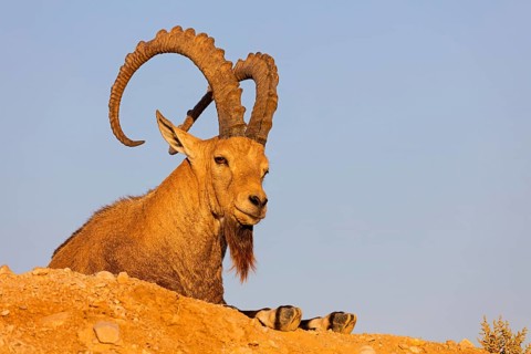 Nubian ibex, Nubian ibex, (Capra nubiana), animals, mammals, ibex, Ben Gurion's Tomb, Midreshet