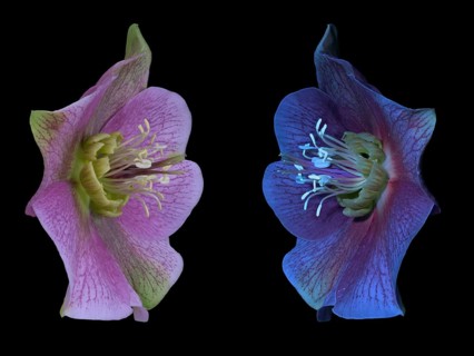 Lenzrose (Helleborus orientalis), Oriental hellebore, flower, UV light, Germany